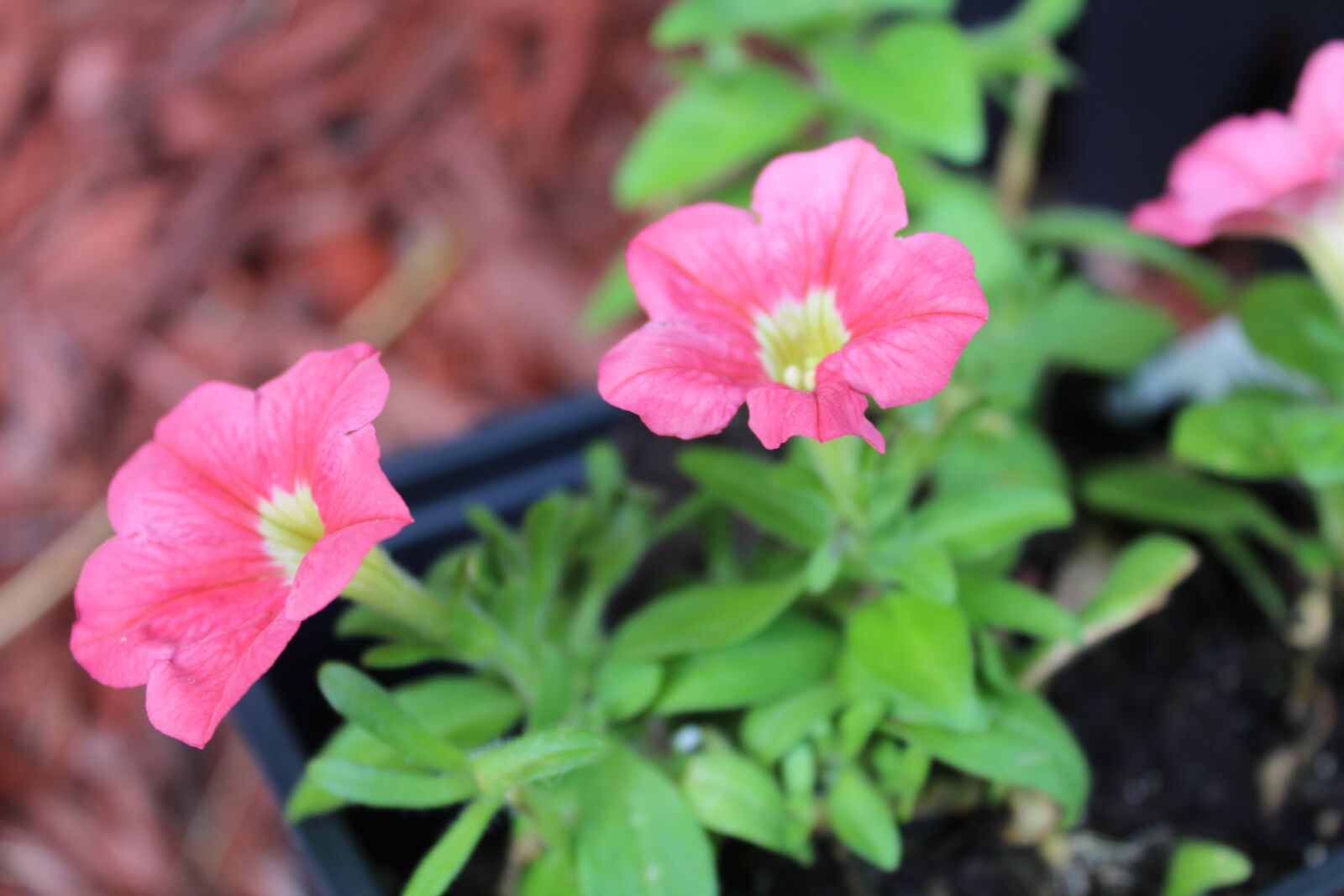 Canon EOS 1300D (EOS Rebel T6 / EOS Kiss X80) sample photo. Flower, pink, petunia photography