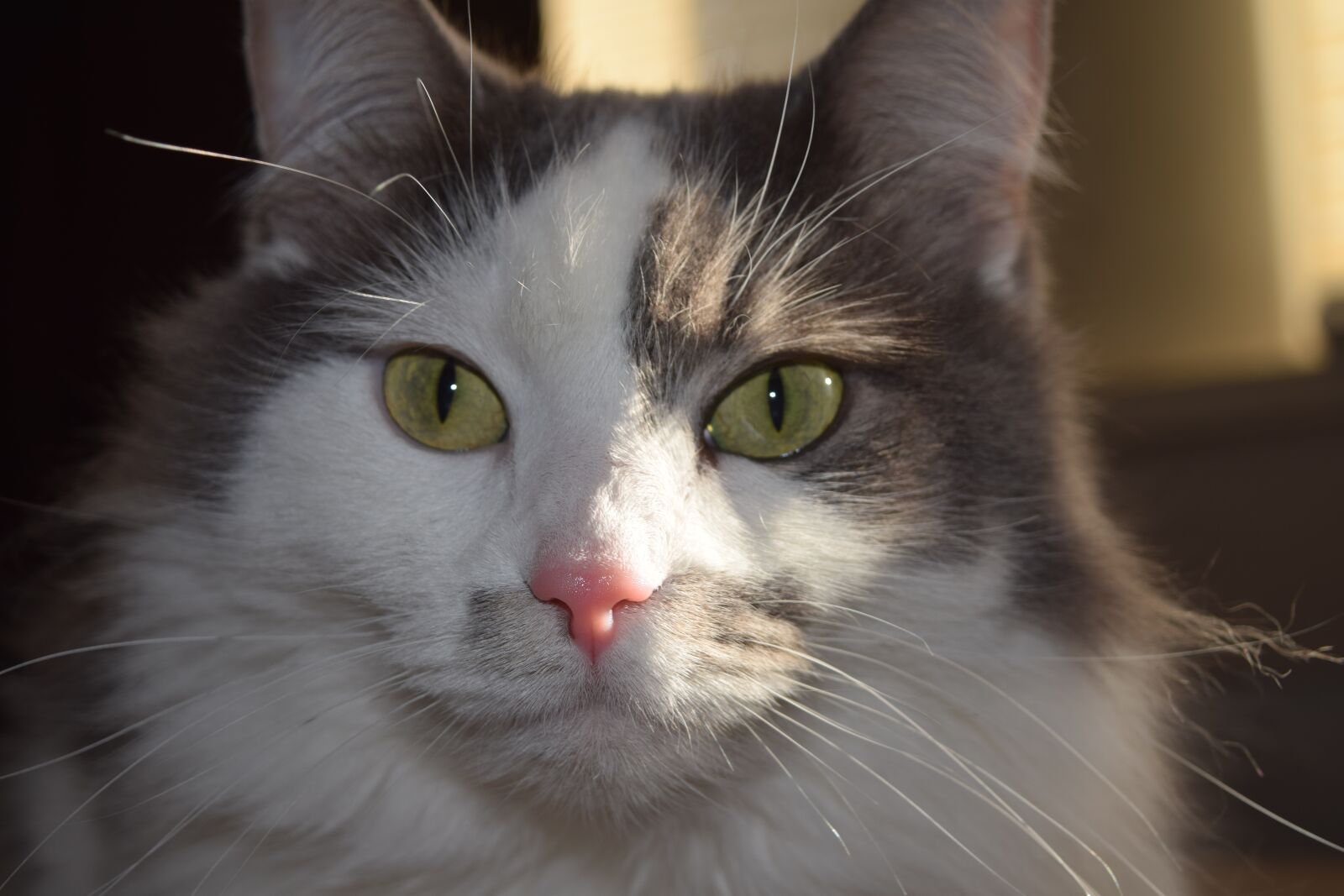 Nikon D3300 sample photo. Cat, kitten, pet photography