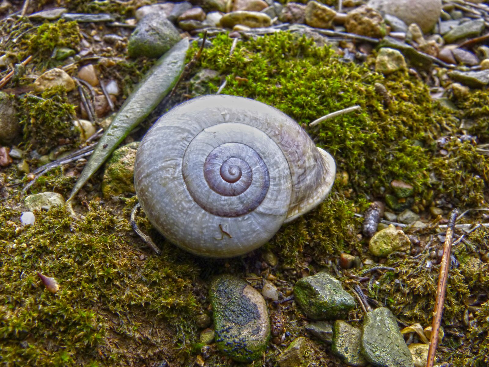 Panasonic DMC-FZ62 sample photo. Snail, shell, forest photography