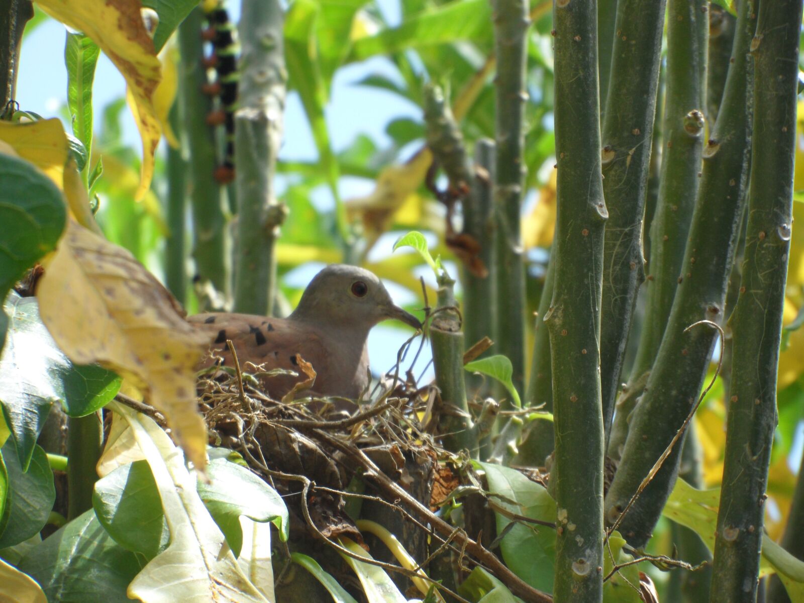 Samsung WB600 / VLUU WB600 /  WB610 sample photo. Wild dove, pigeon, nest photography