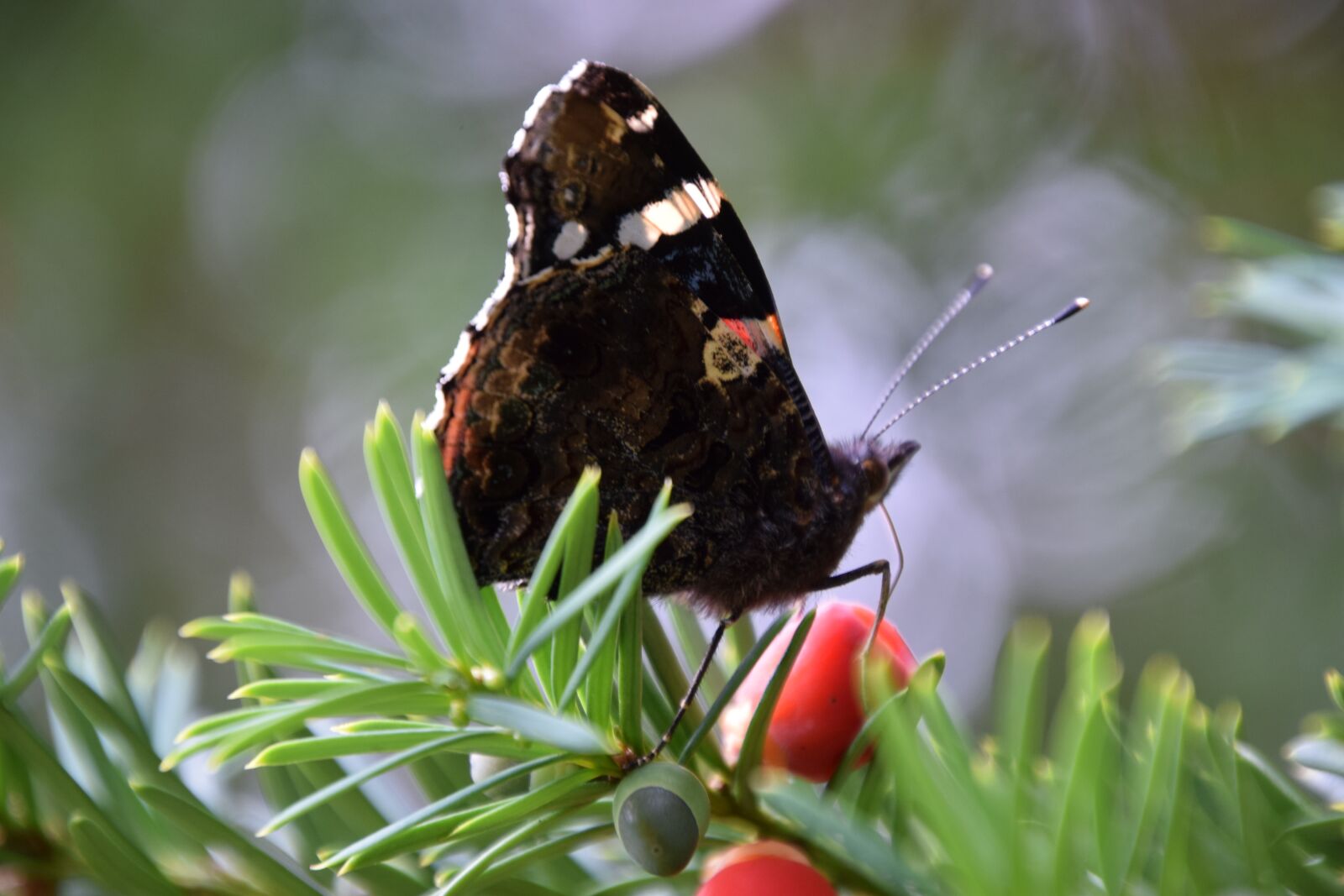 Nikon D3300 sample photo. Nature, outdoors, insect photography