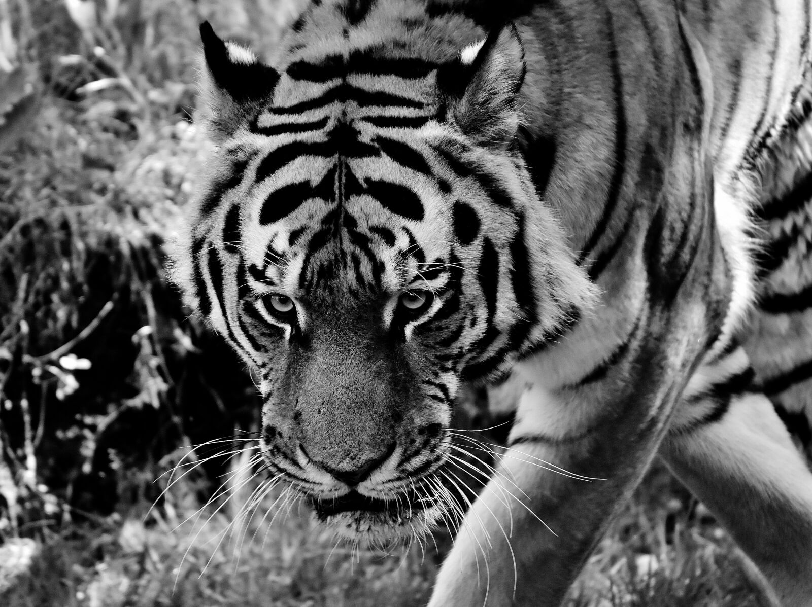 Nikon D7200 sample photo. Tiger, predator, fur photography