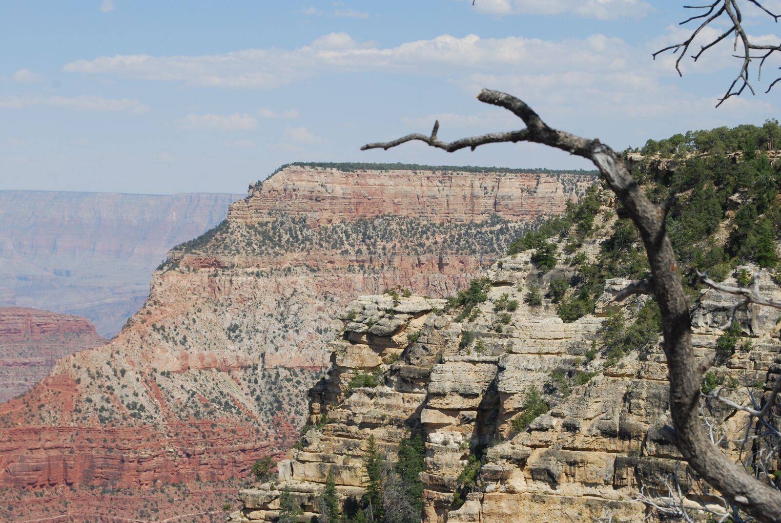 Nikon D60 sample photo. Grand canyon, branch, landscape photography