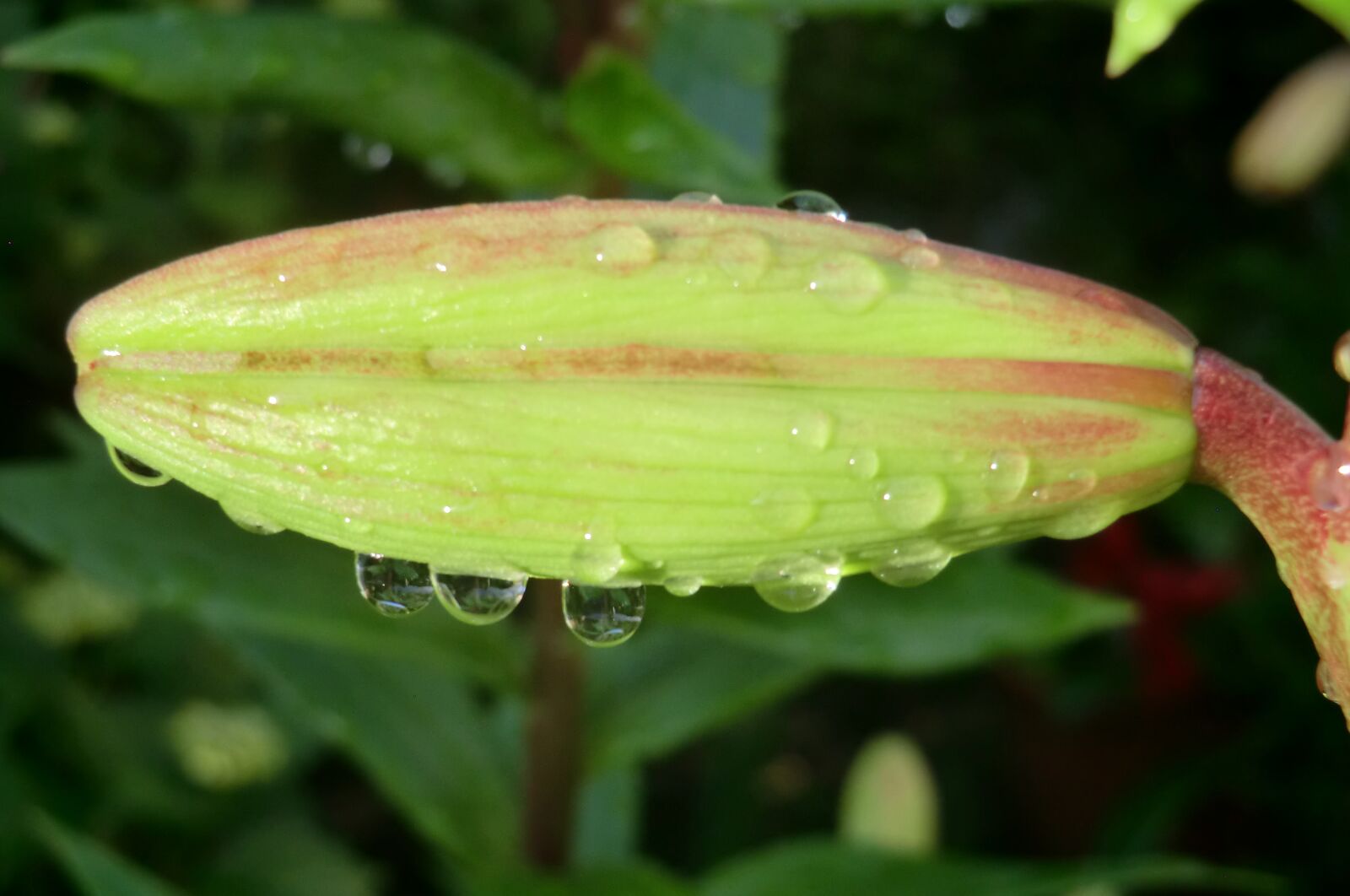 CASIO EX-H5 sample photo. Nature, plant, garden photography