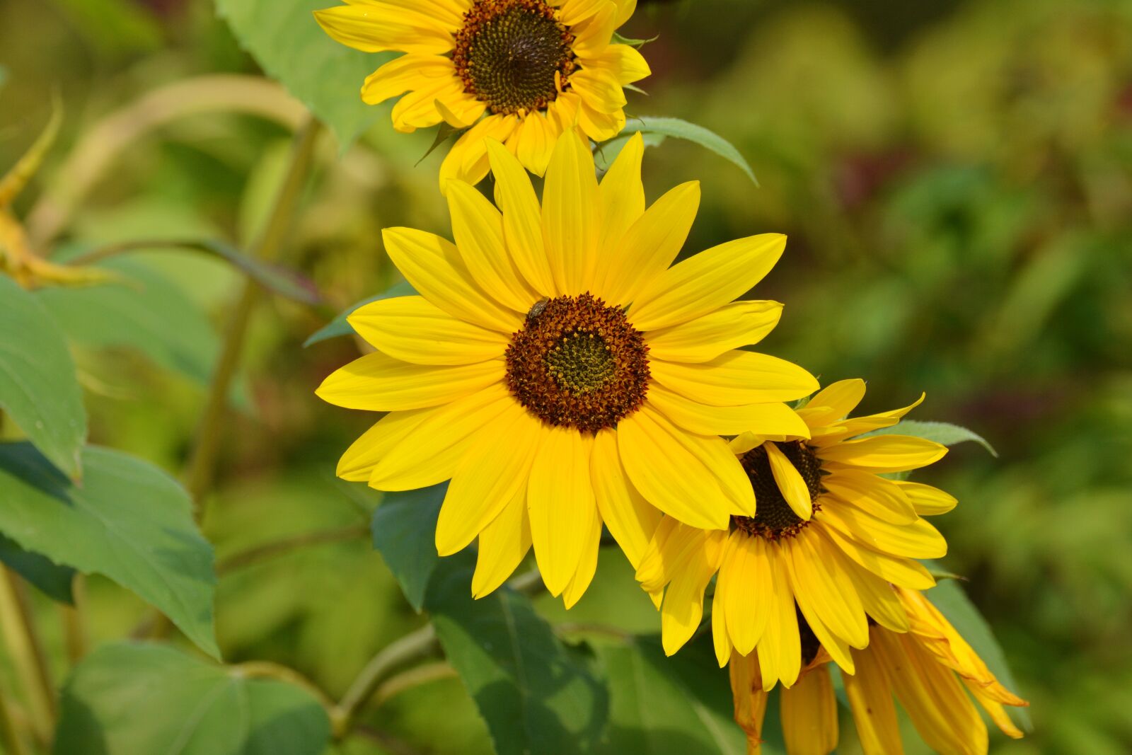 Nikon D5200 sample photo. Sunflower, yellow, late summer photography