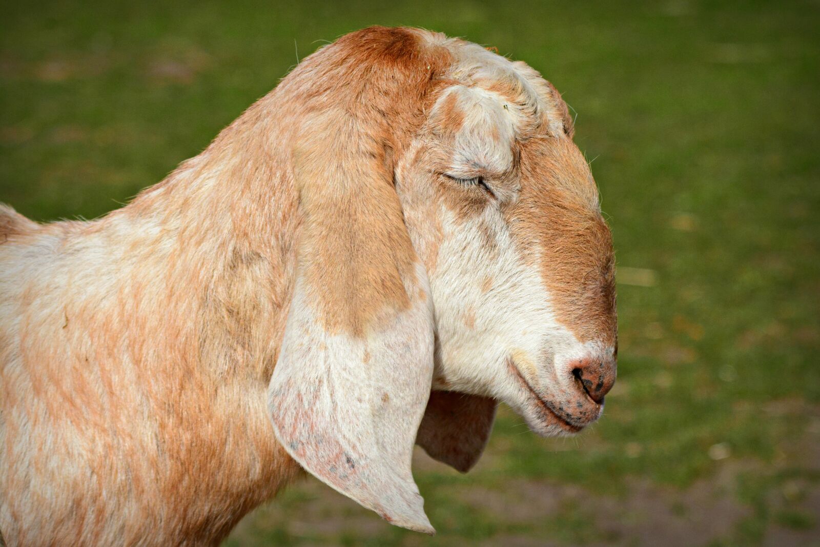 Nikon D7100 sample photo. Anglo-nubian goat, animal, livestock photography