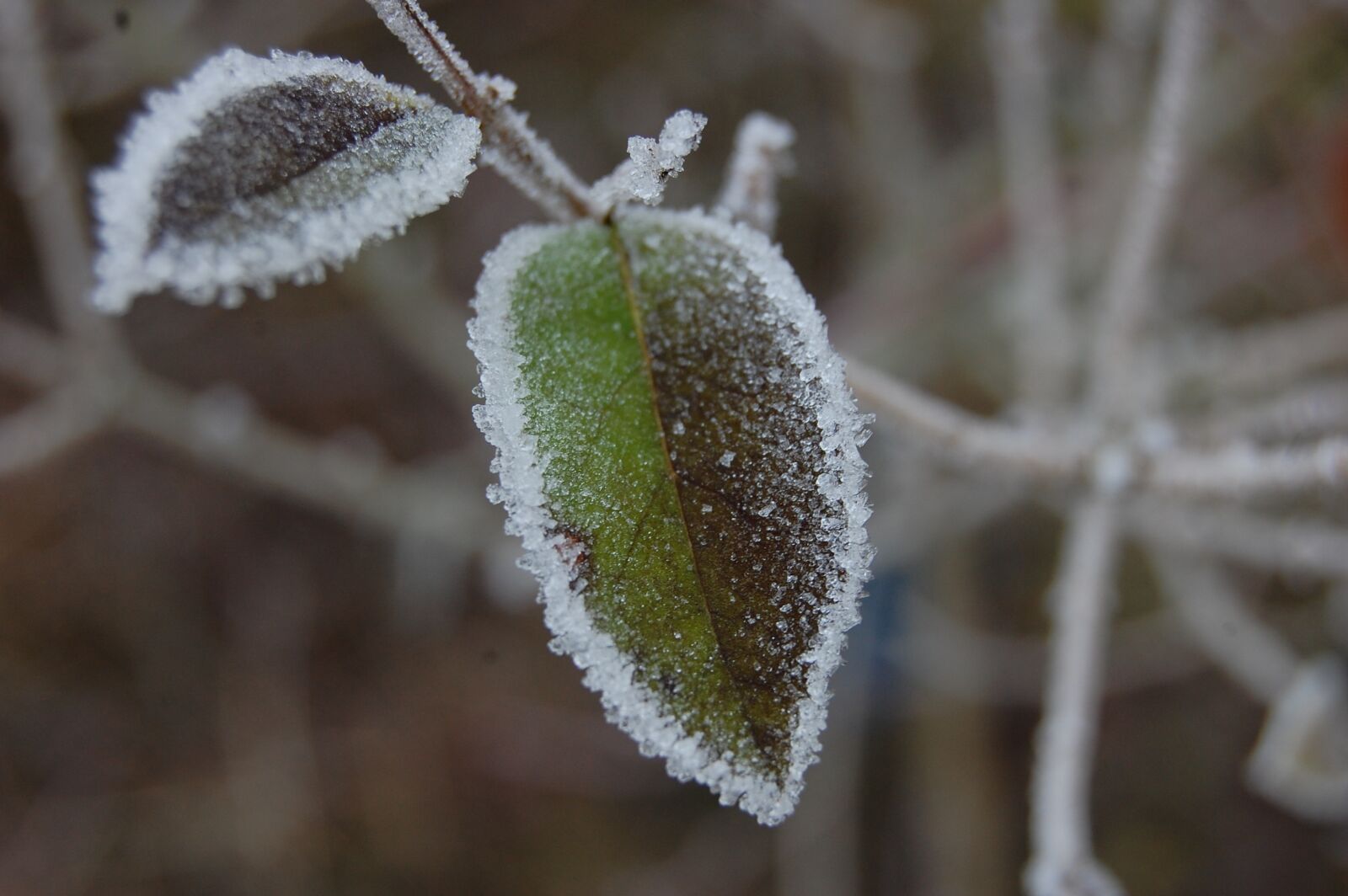 Nikon D40 sample photo. Leaf, green, gel photography