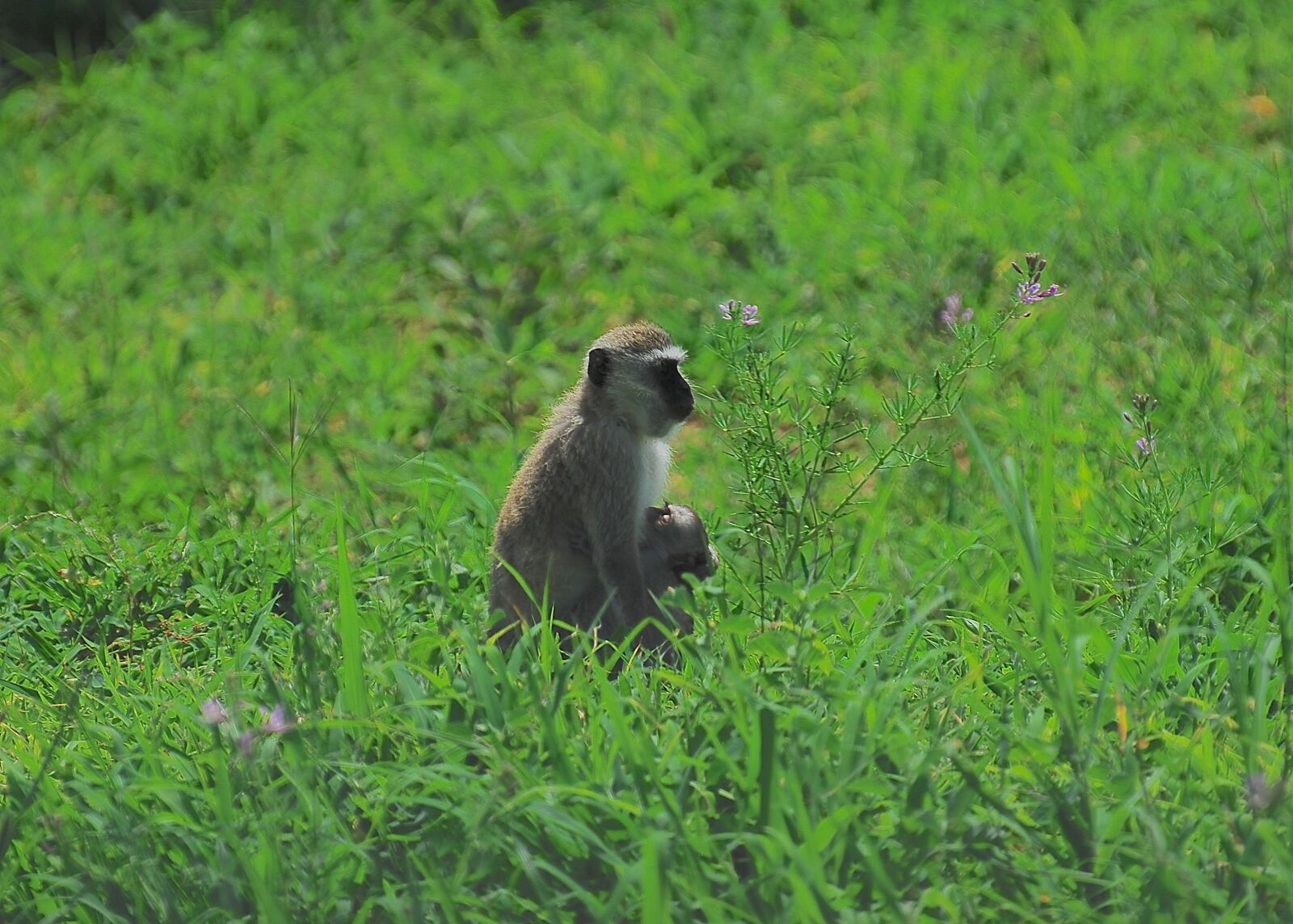 Nikon D200 sample photo. Vervet monkey, monkeys, vervet photography