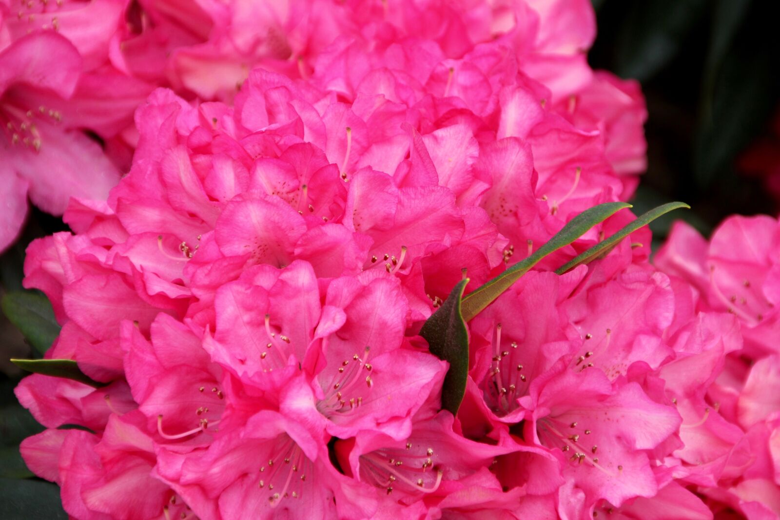 Canon EOS 60D sample photo. Peony, bush, state garden photography