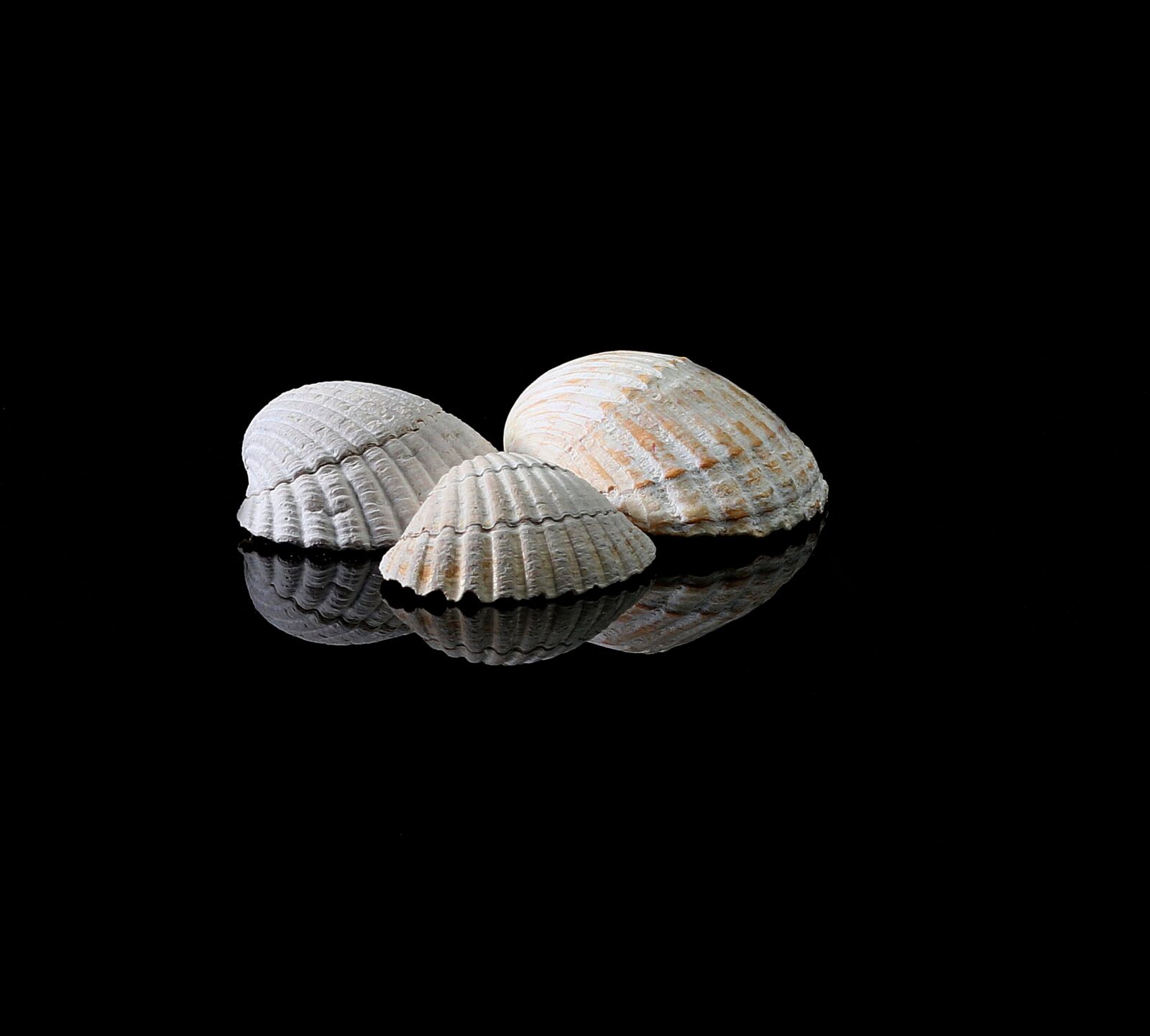 Canon EOS 80D sample photo. Shells, sea, beach photography