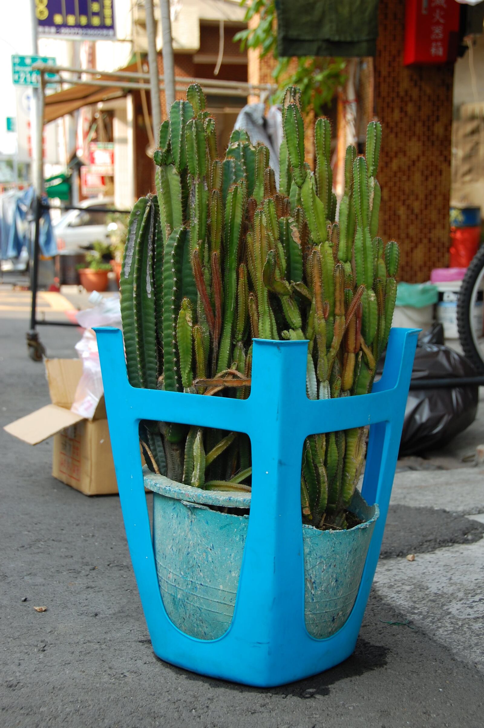 Nikon D40 sample photo. Cactus, taiwan, kaohsiung photography