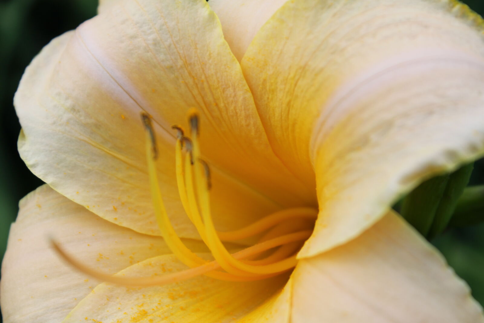 Canon EOS 1100D (EOS Rebel T3 / EOS Kiss X50) sample photo. Alive, bloom, blooming, blossom photography