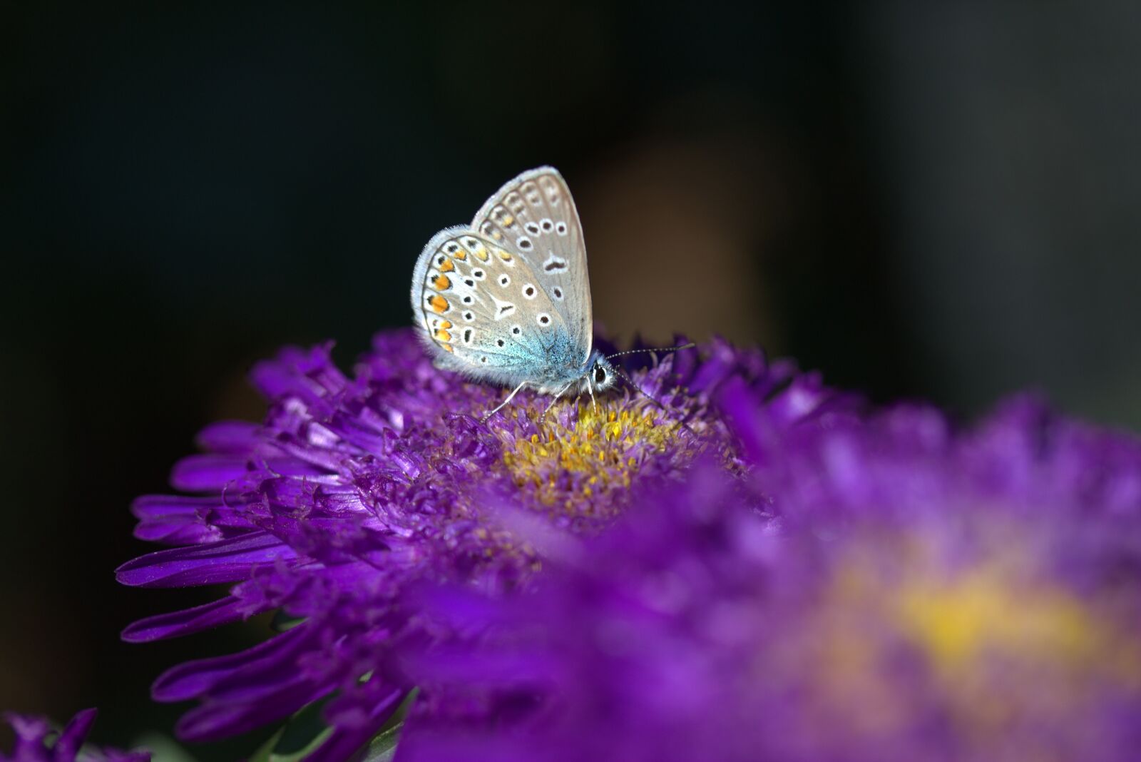 Canon EF-S 60mm F2.8 Macro USM sample photo. Butterfly, blue, bull's eye photography