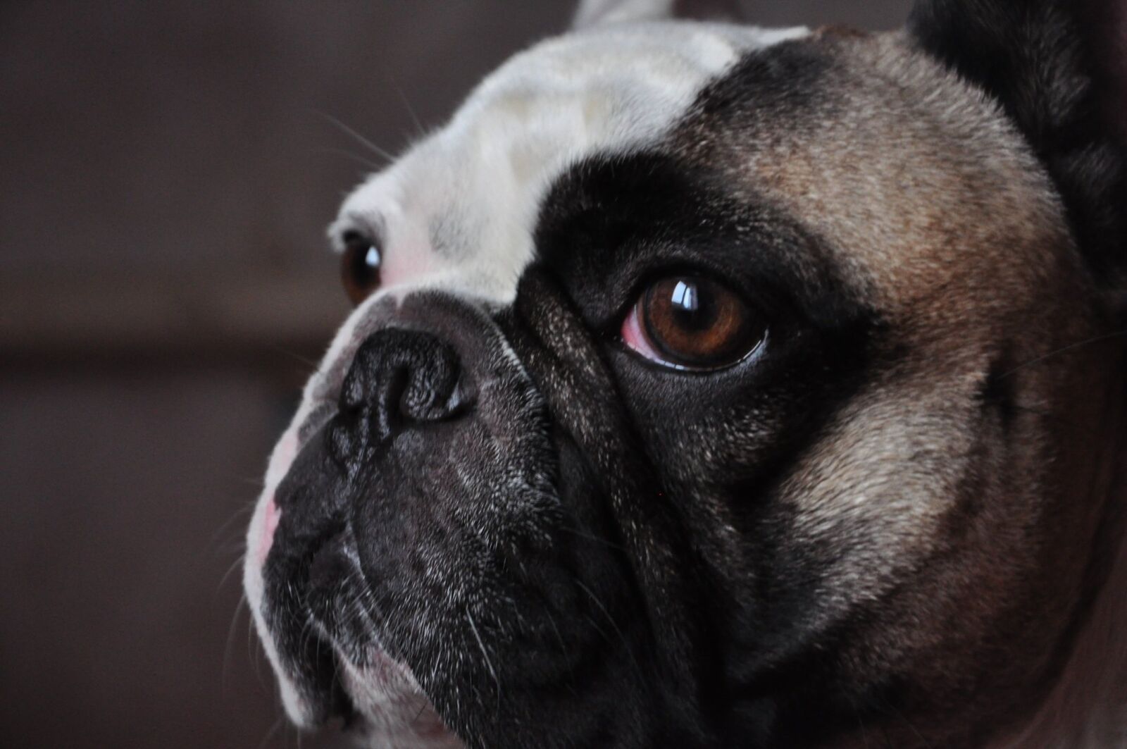 Nikon D90 sample photo. French bulldog, smart look photography