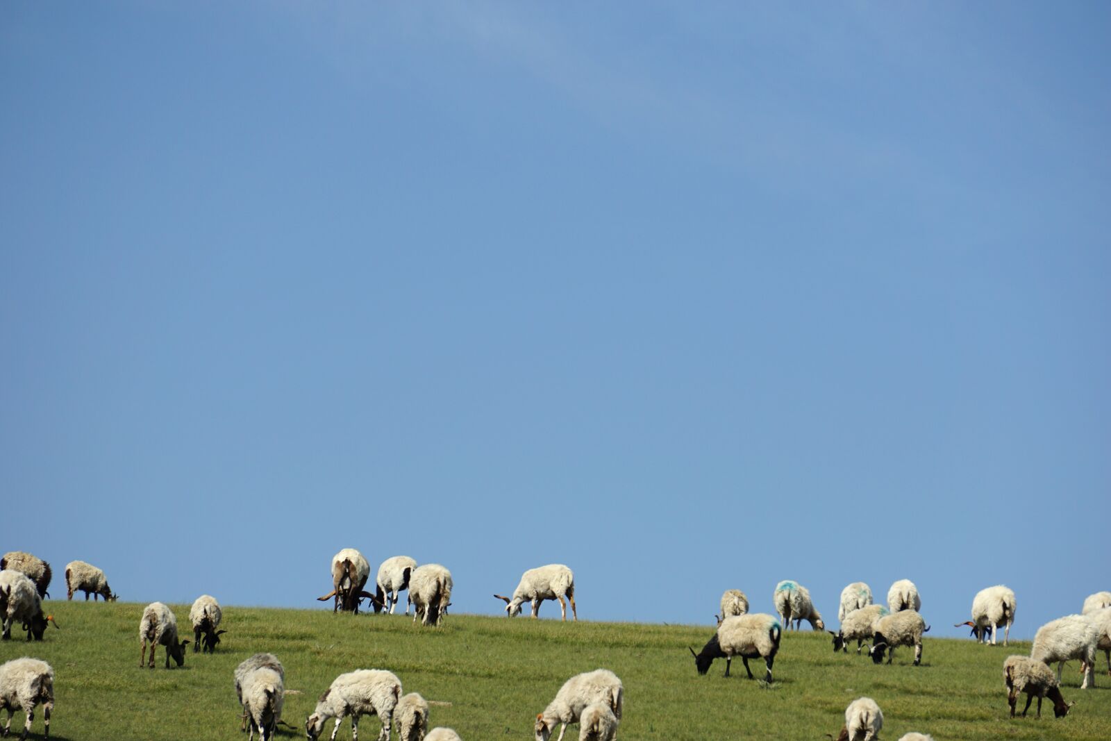 Sony E 55-210mm F4.5-6.3 OSS sample photo. Prairie, the flock, summer photography