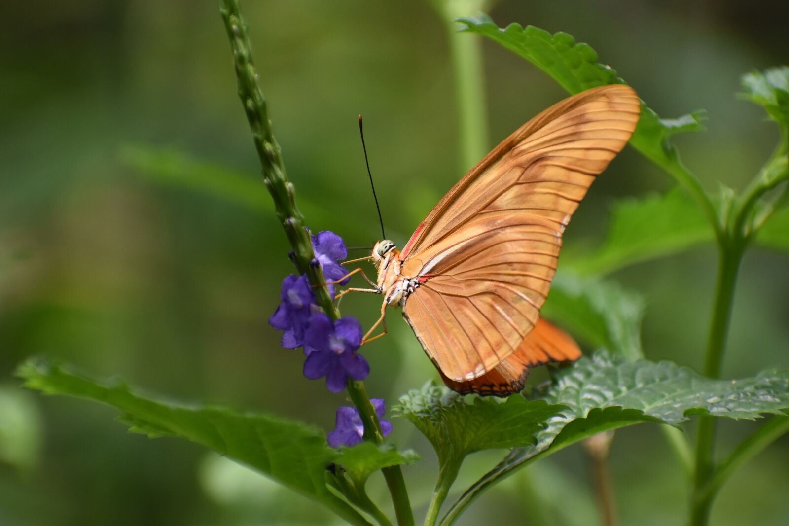 Nikon D5500 sample photo. Butterfly, nature, insects photography