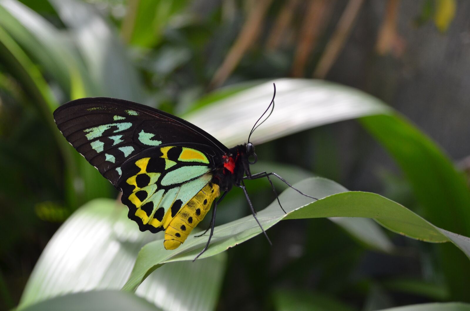 Nikon D5100 sample photo. Nature, insect, butterfly photography