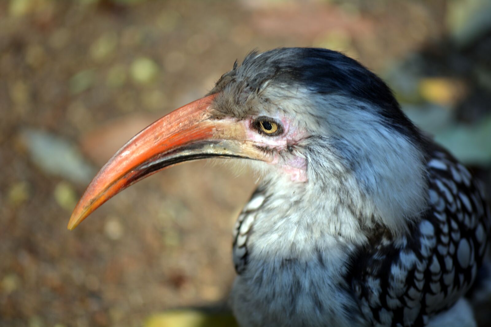 Nikon D5200 sample photo. Orange beak, wild bird photography