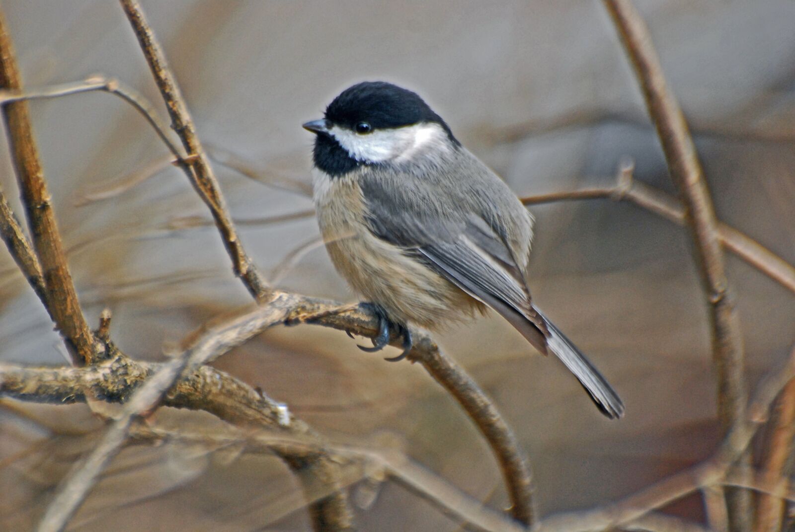 Nikon D80 sample photo. Chickadee nature, wild, black photography