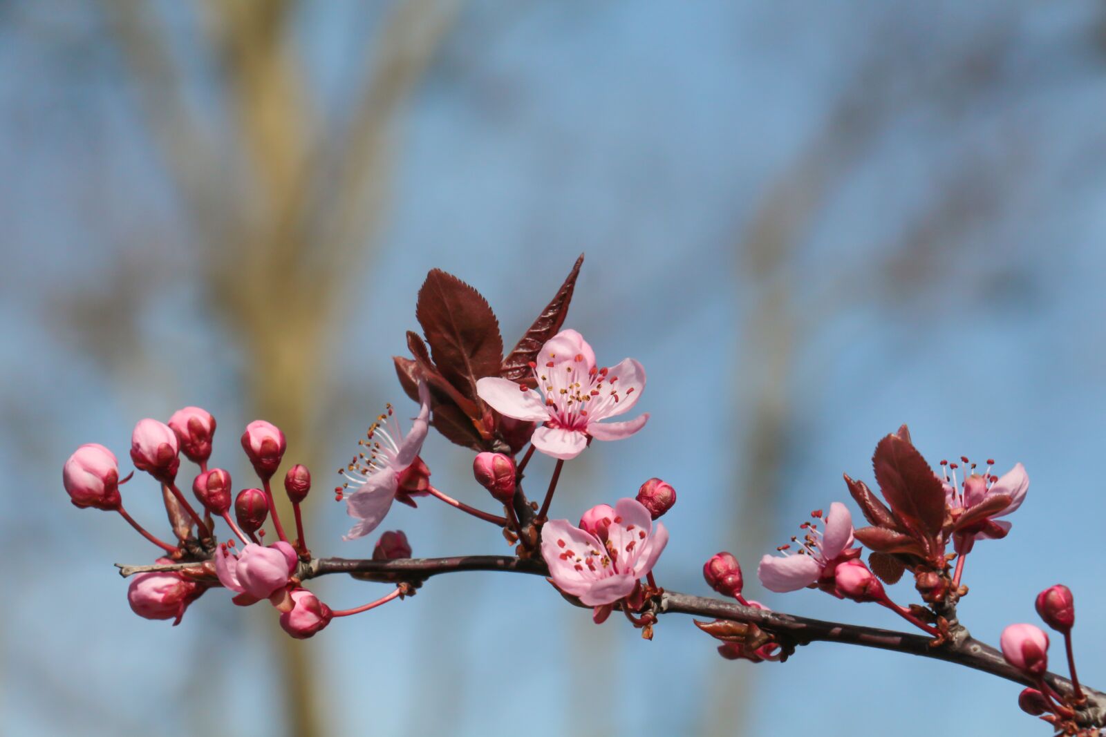 Canon EOS 700D (EOS Rebel T5i / EOS Kiss X7i) sample photo. Tree blossoms, pink, macro photography