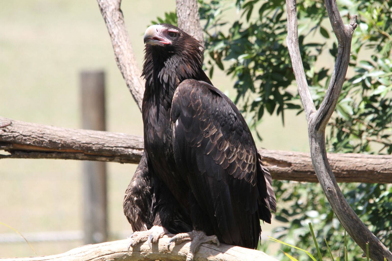 Canon EOS 7D sample photo. Bird of prey, bird photography