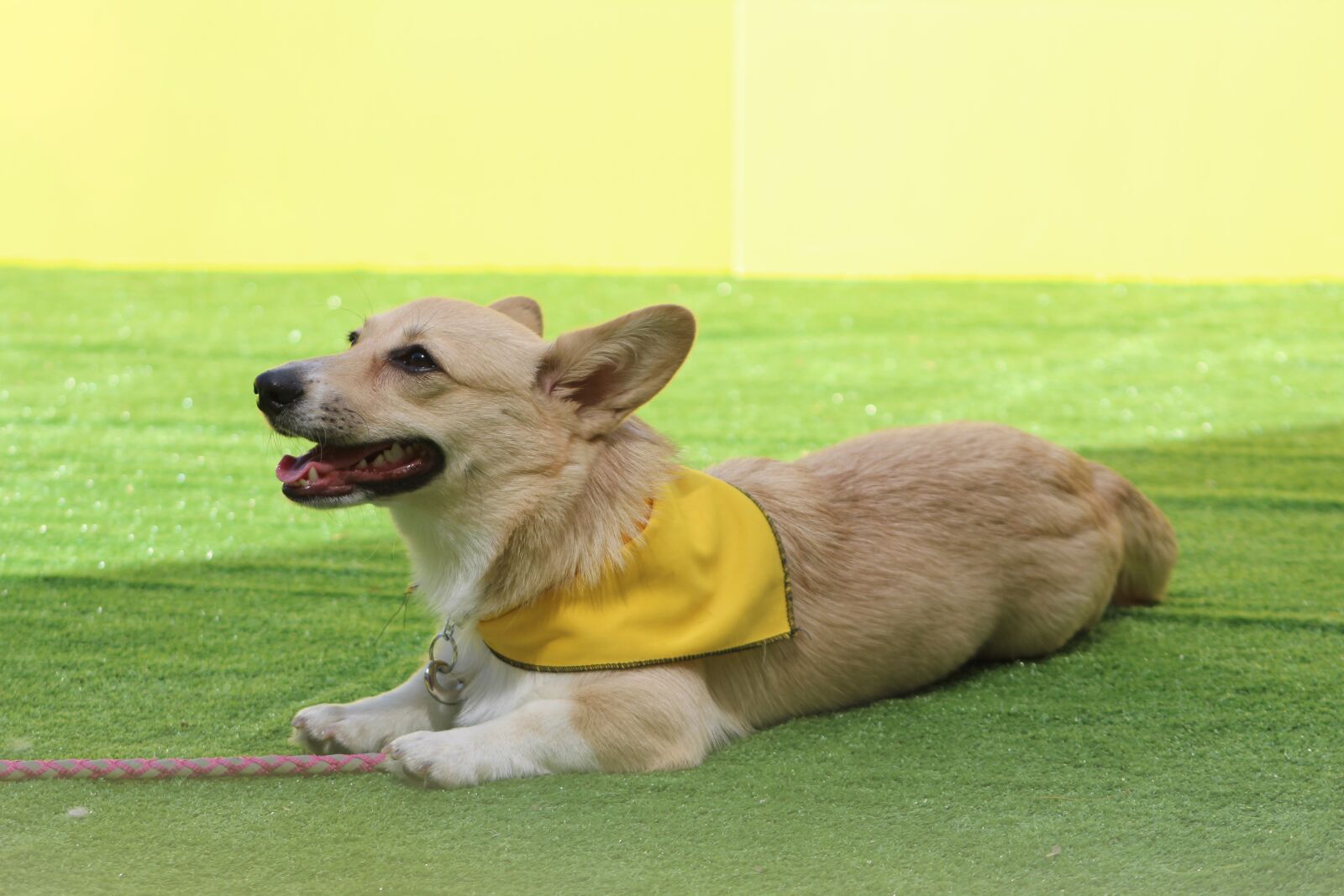 Canon EF75-300mm f/4-5.6 sample photo. Corgi, dog command, stay photography