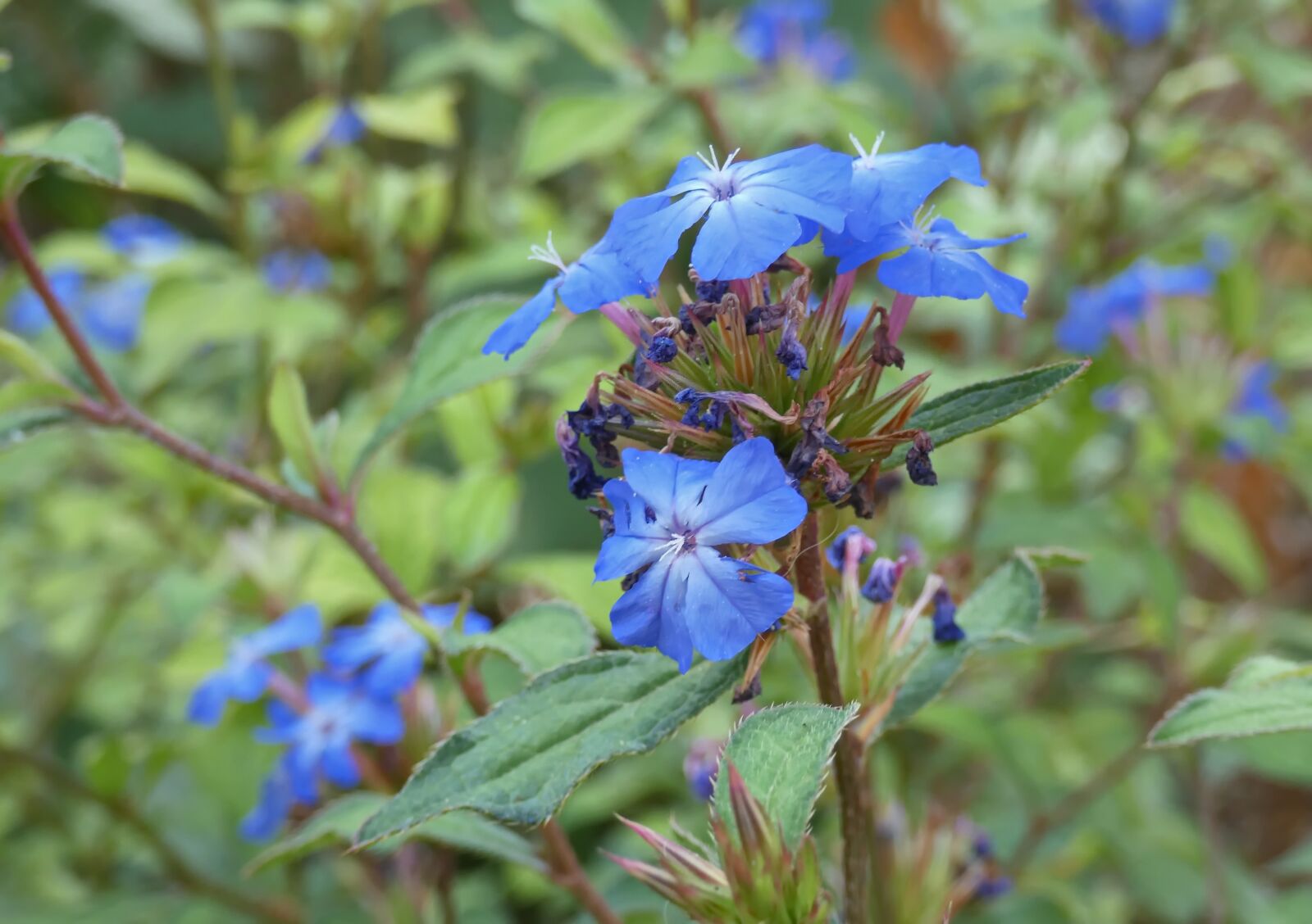 Panasonic Lumix DC-FZ80 (Lumix DC-FZ82) sample photo. Plumbago, ceratostigma, flower photography