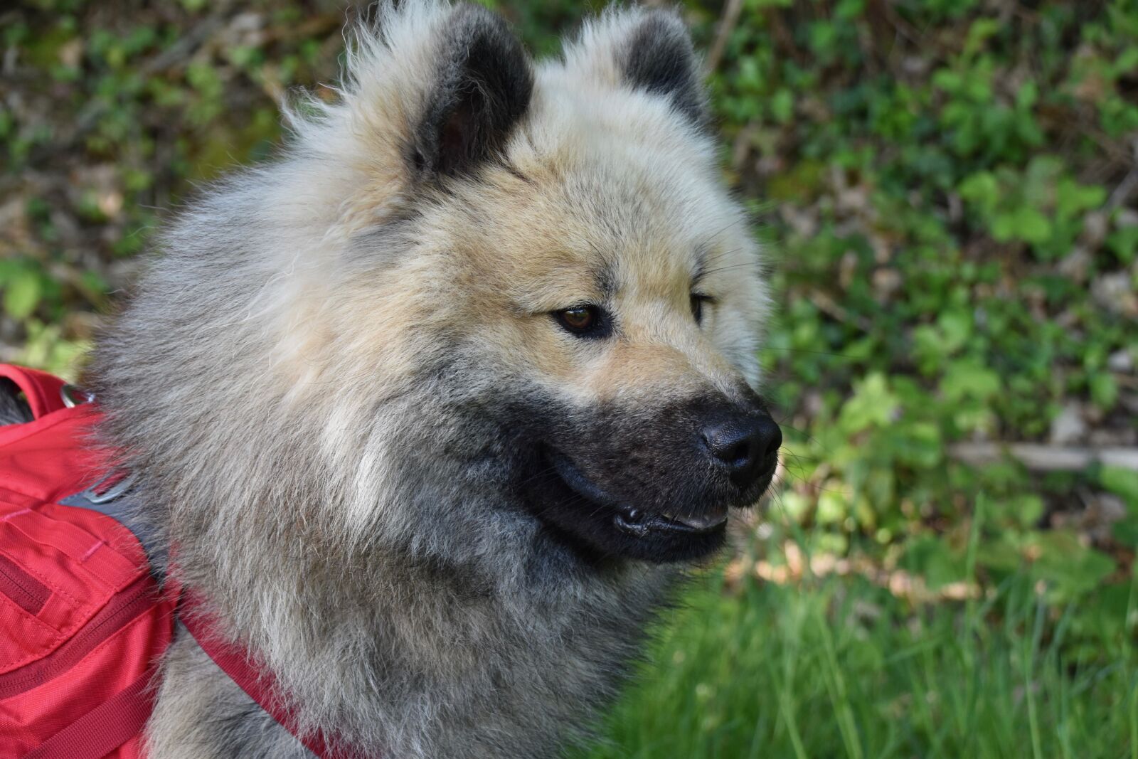 Nikon D5600 sample photo. Dog, dog eurasier, dog photography