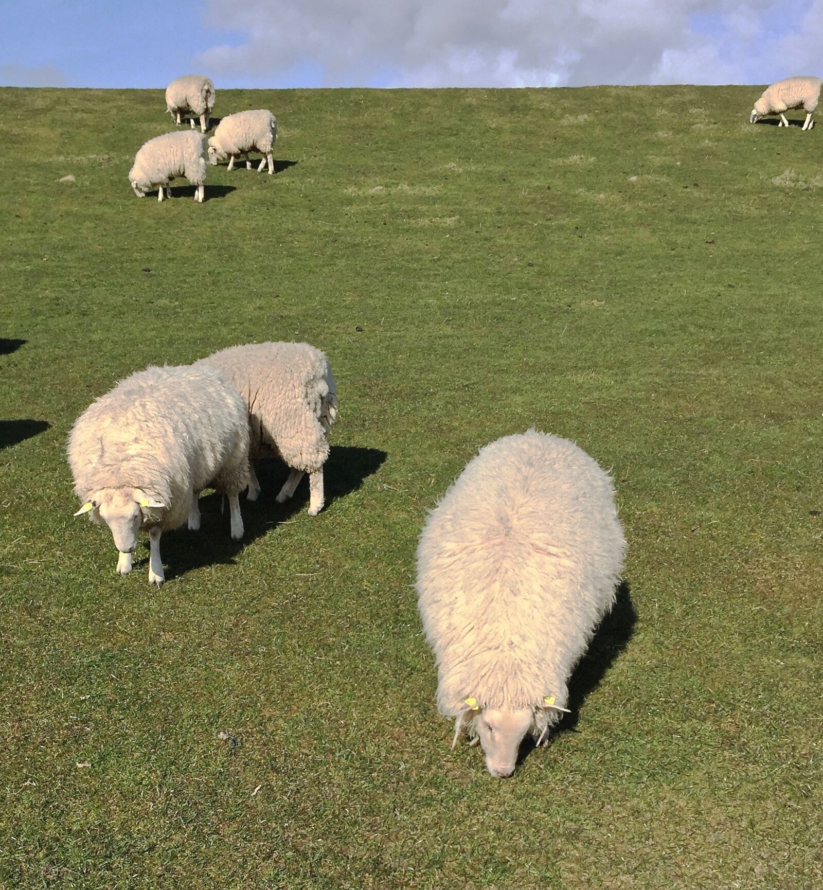 Apple iPhone 6 sample photo. Sheep, island, pellworm photography
