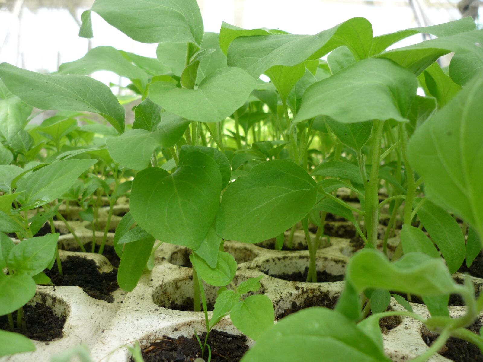 Panasonic Lumix DMC-FS3 sample photo. Eggplant, seedling, nursery photography