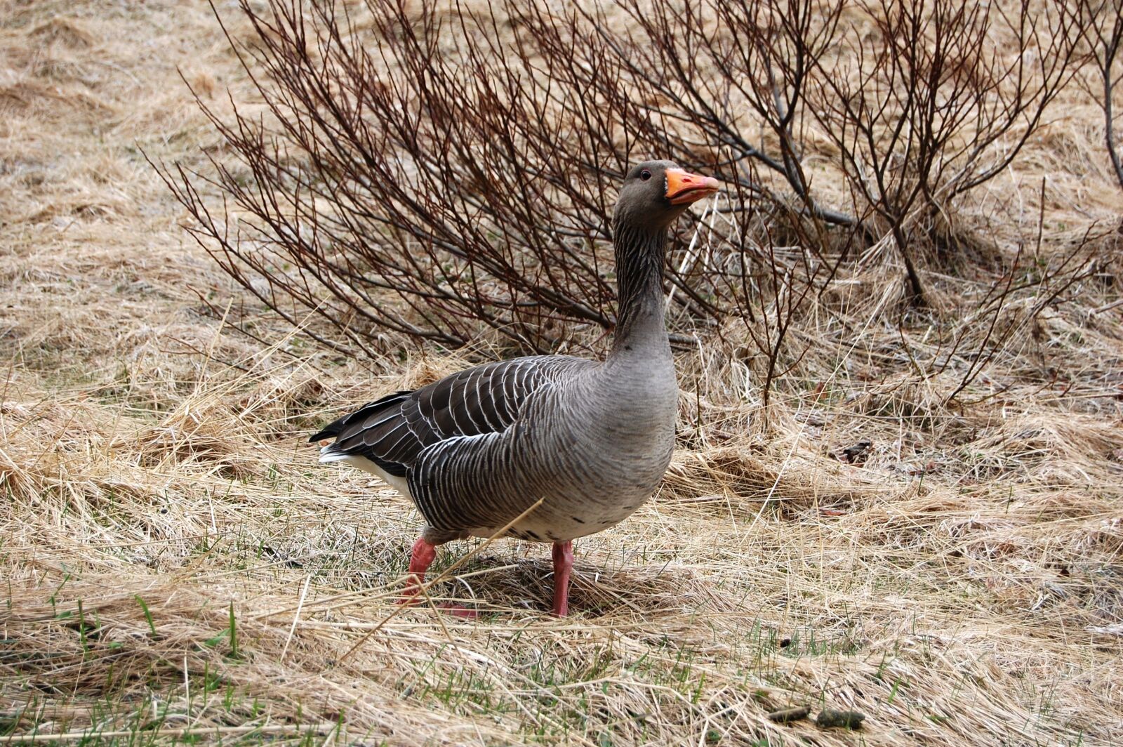 Nikon D40 sample photo. Iceland, wild goose, bird photography
