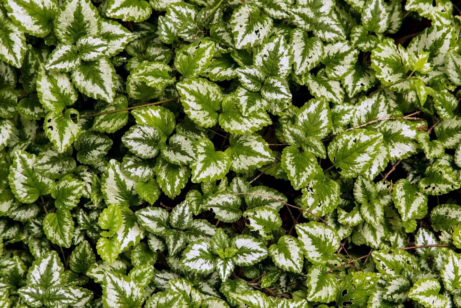 Canon EOS 6D sample photo. Garden, leaves, design photography