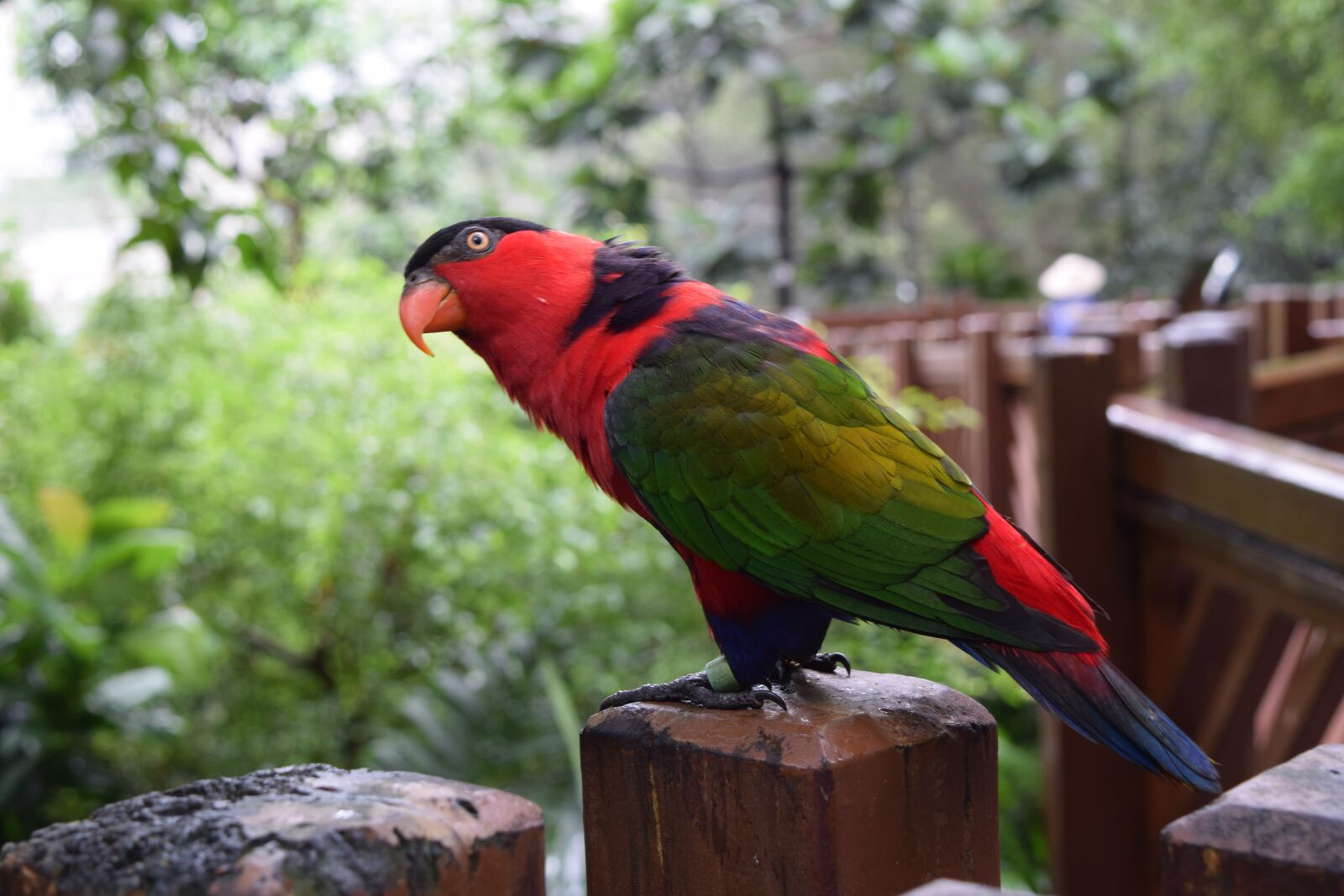 Nikon D3300 sample photo. Parrot, bird, animal photography