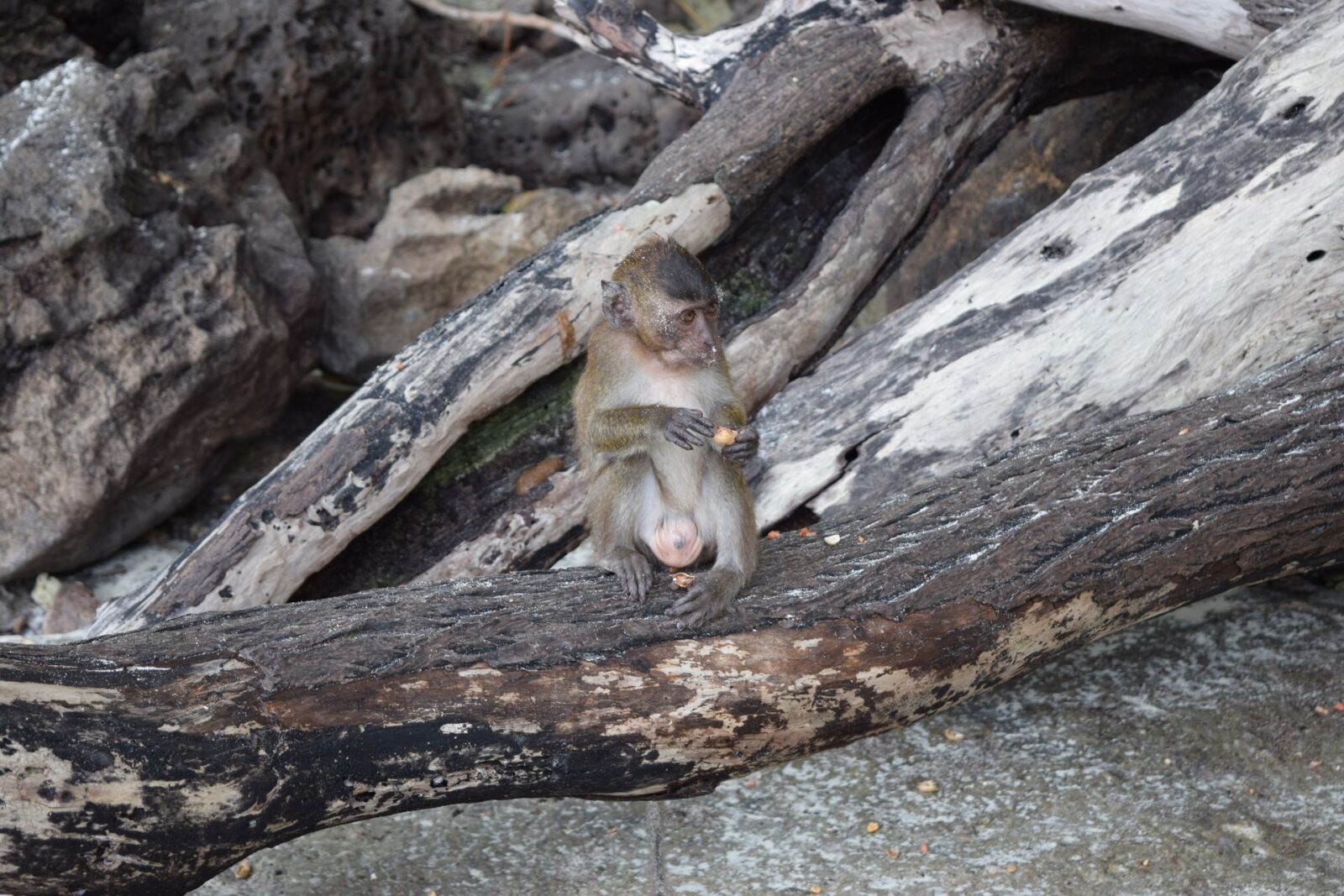 Nikon D3300 sample photo. Animal, monkey, nature photography
