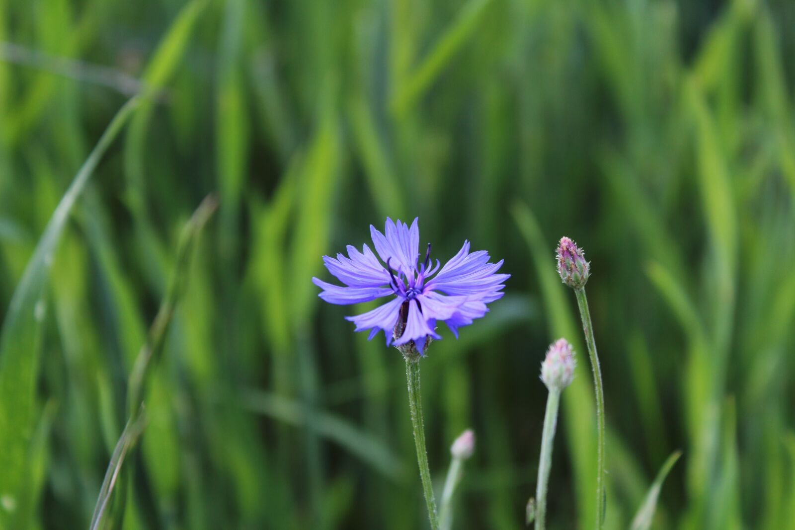 Canon EOS 1300D (EOS Rebel T6 / EOS Kiss X80) sample photo. Meadow, nature, blue flowers photography