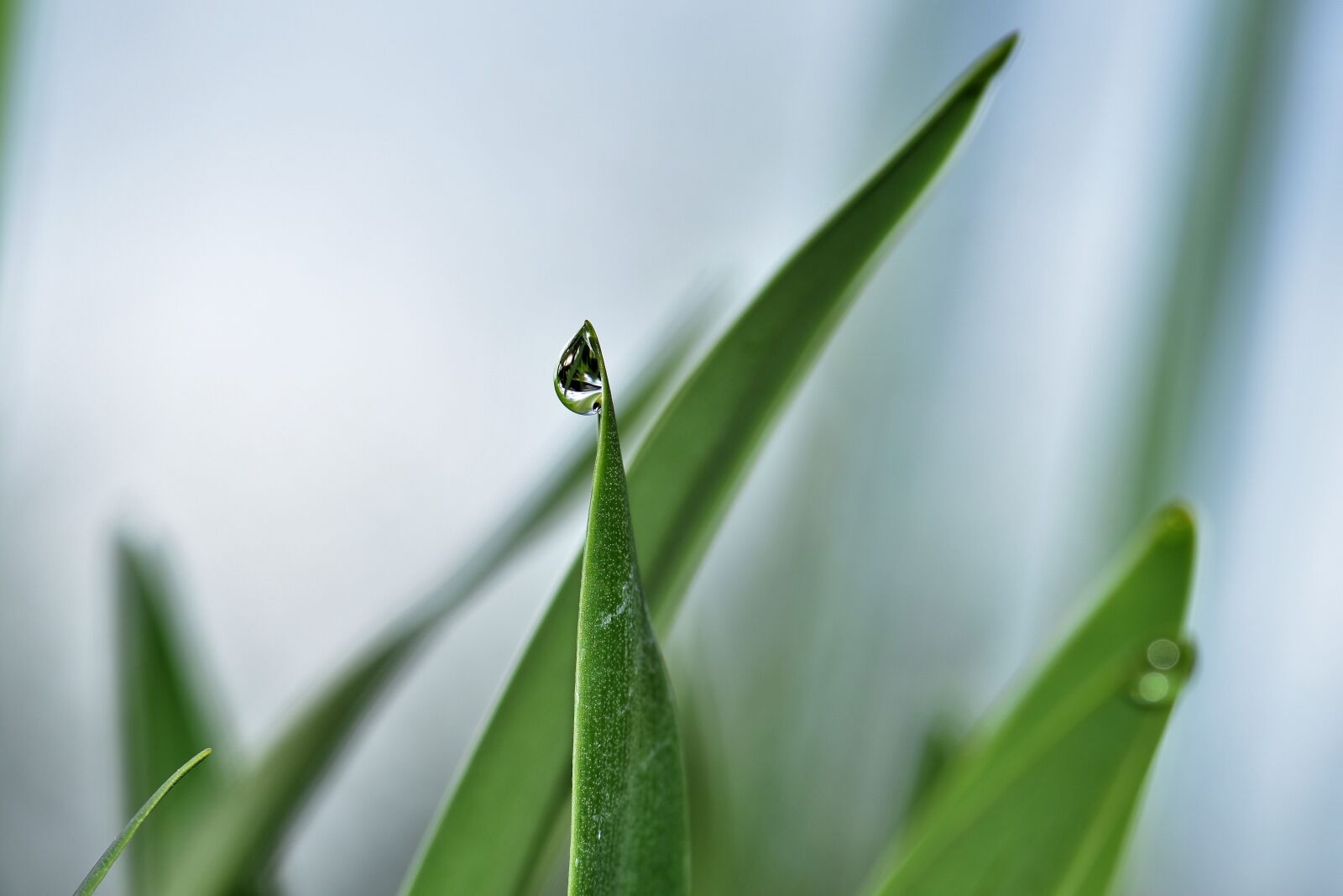Nikon D5500 sample photo. Jewelry lilies, plant, leaves photography