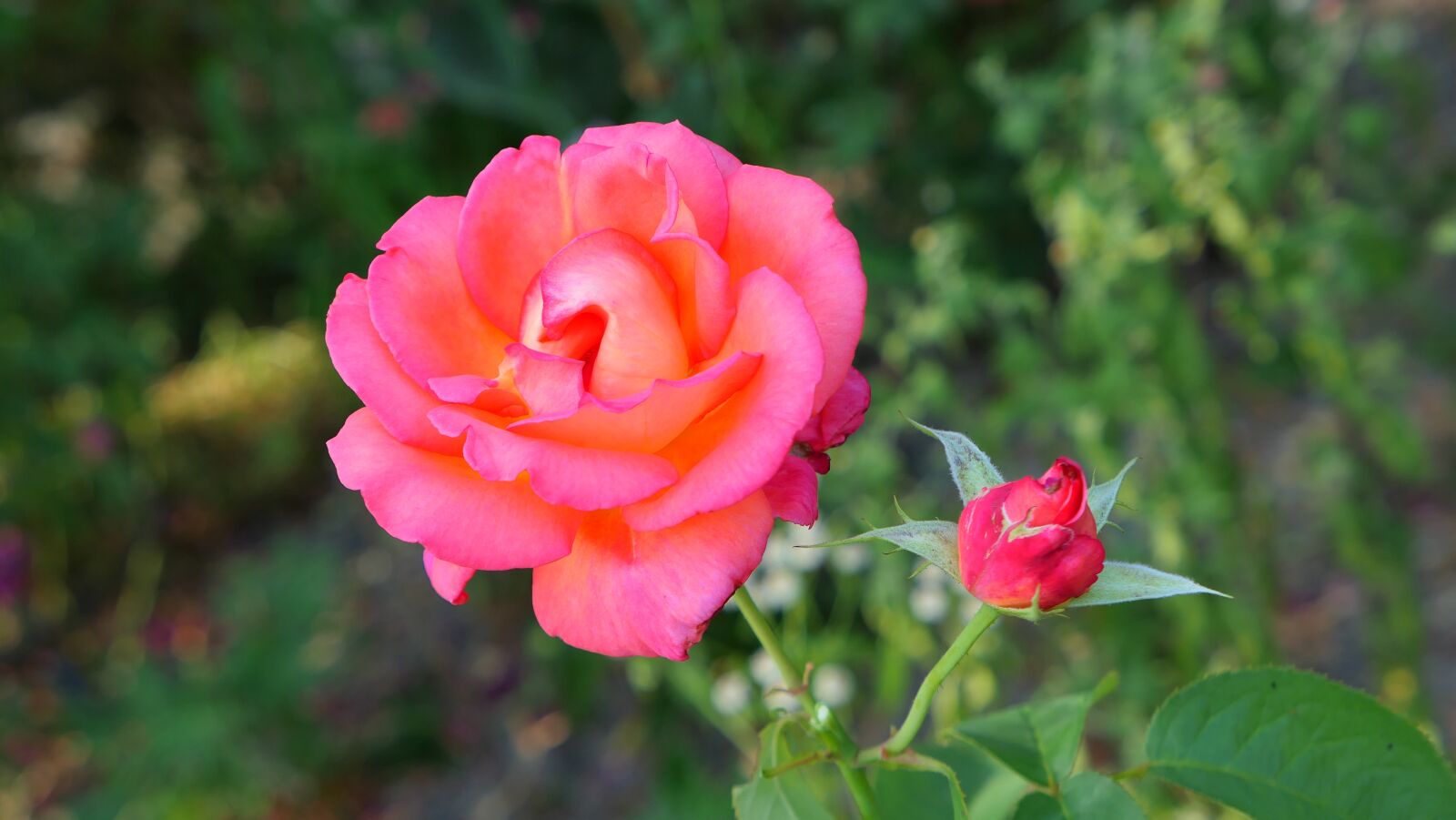 Panasonic Lumix DMC-LX10 (Lumix DMC-LX15) sample photo. Rose, flower, nature photography
