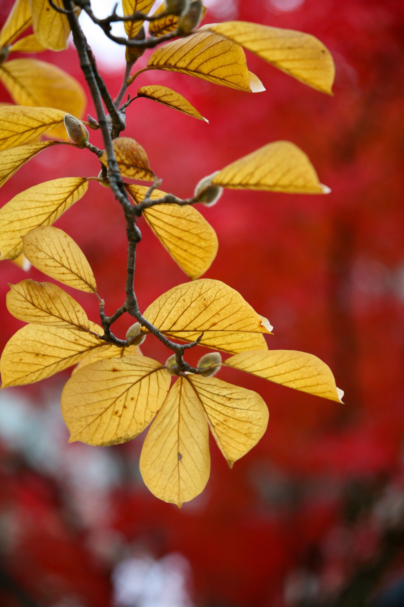 Canon EOS 5D sample photo. Leaves, autumn, autumn leaves photography