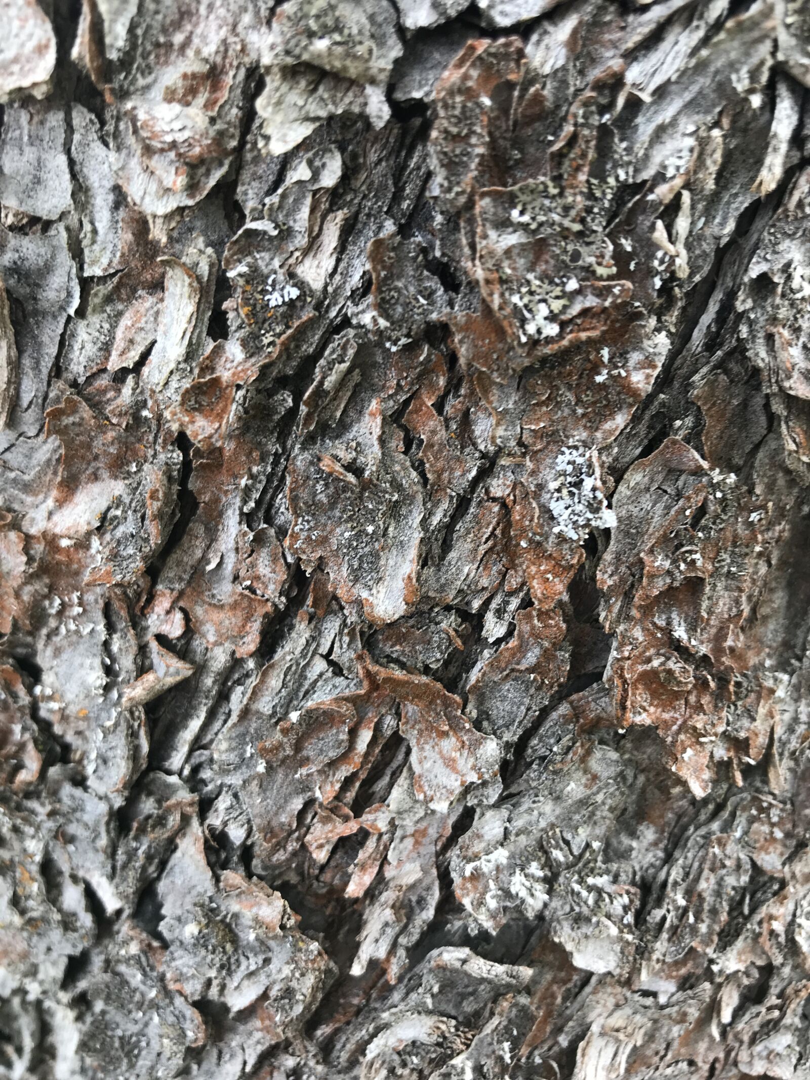 iPhone 7 back camera 3.99mm f/1.8 sample photo. Bark, tree, nature photography