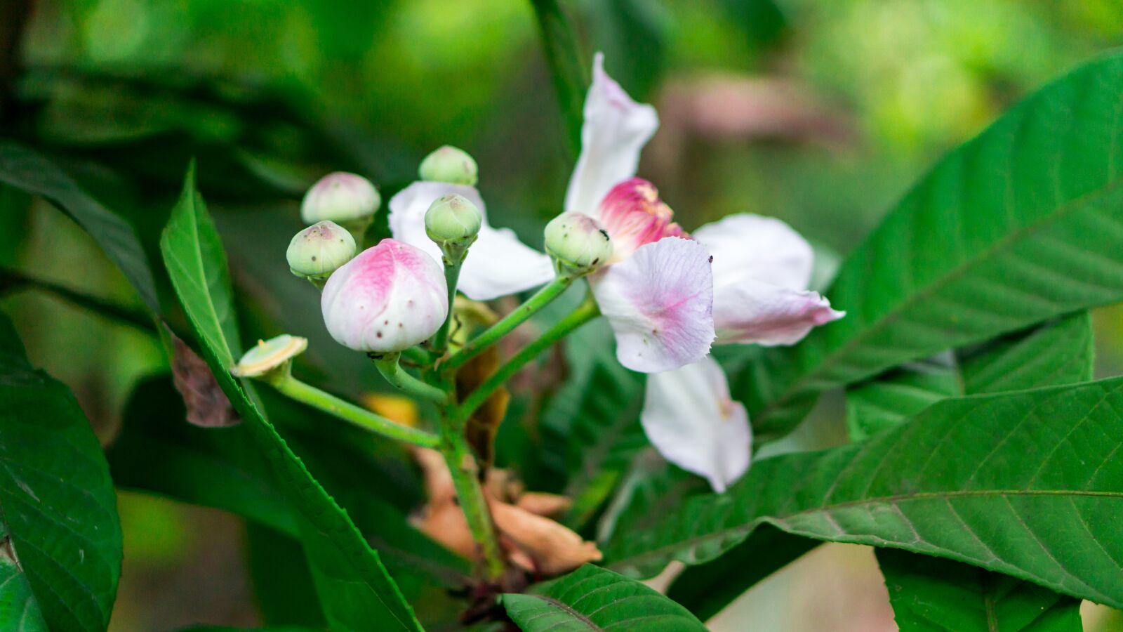 E 50mm F1.8 OSS sample photo. Flore, garden plant, ornamental photography