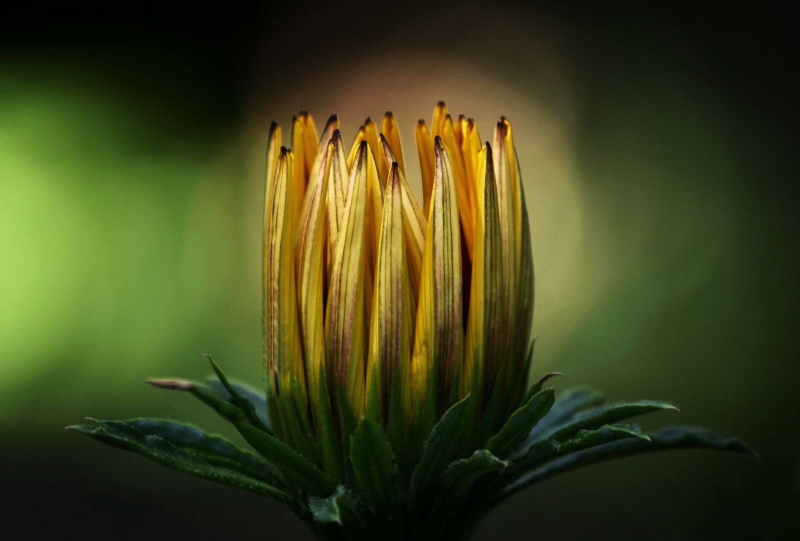 Nikon Z6 sample photo. Marguerite, blossom, bloom photography