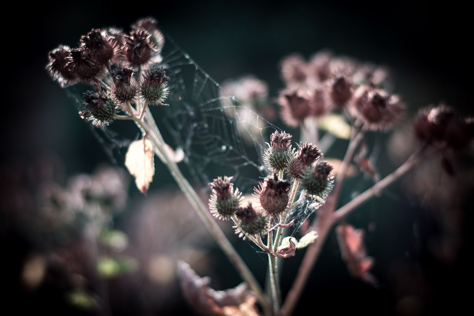 Nikon D3100 sample photo. Plant, nature, flowers photography