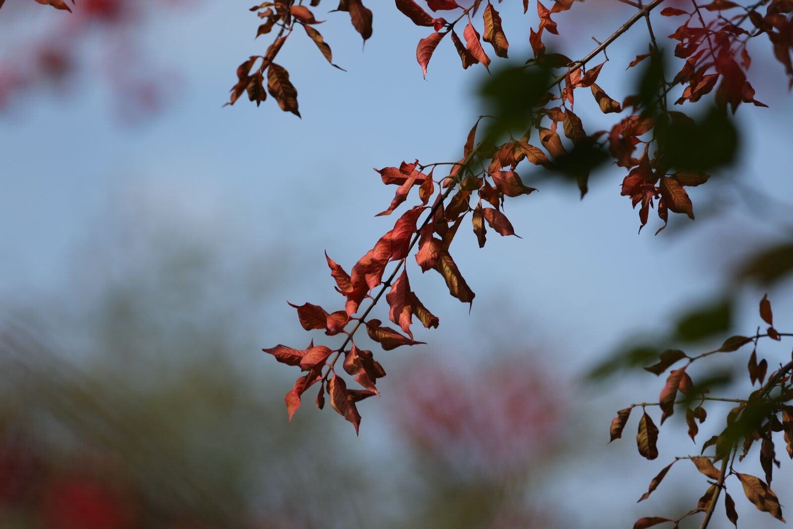 Canon EF 100-400mm F4.5-5.6L IS USM sample photo. Plant, nature, bush photography