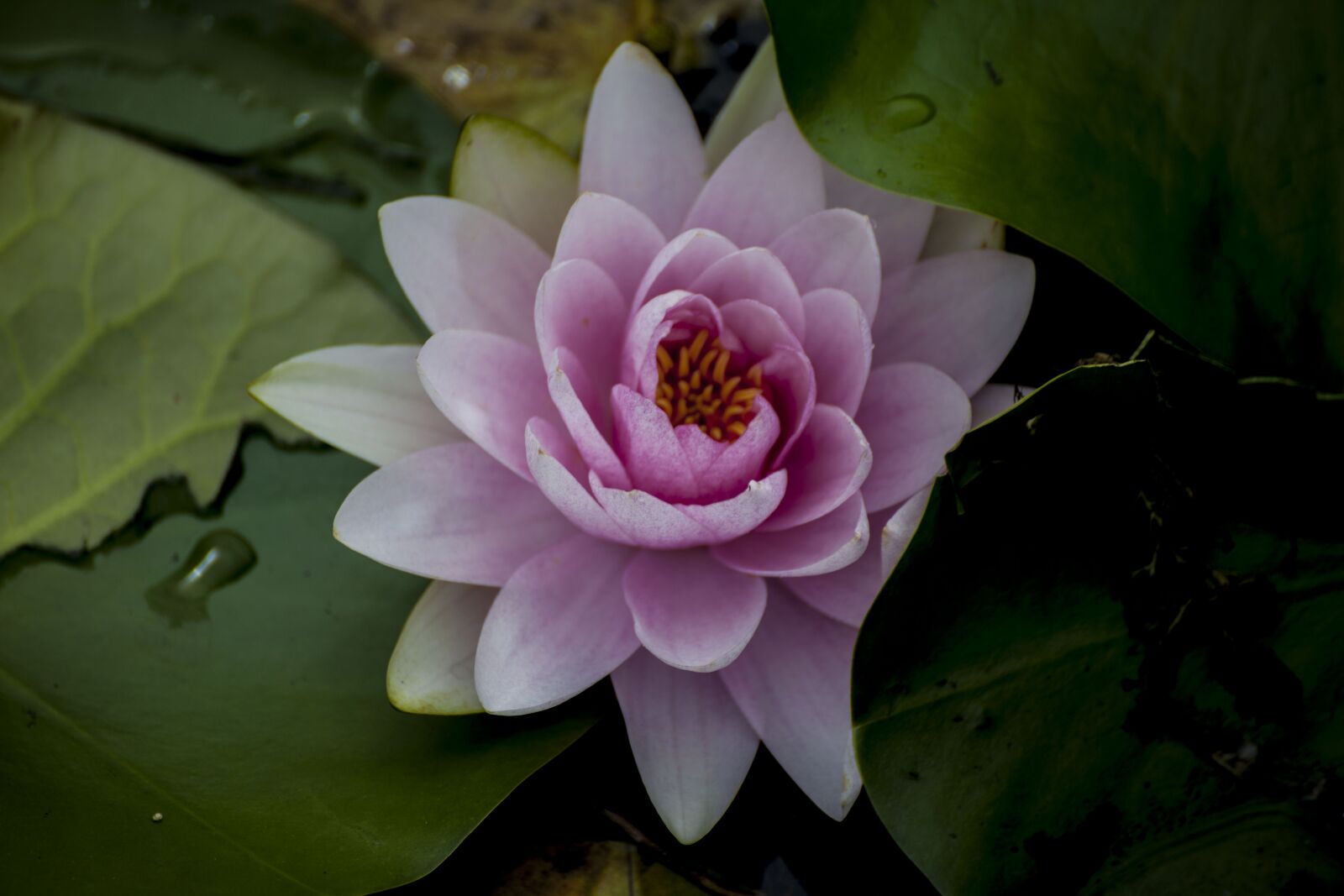 Canon EOS 5D Mark II sample photo. Water lilies, plants, flowers photography