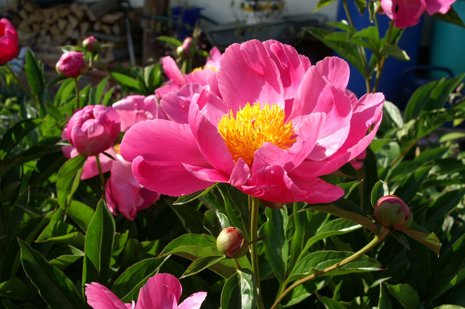 KONICA MINOLTA DYNAX 7D sample photo. Peony, paeonia, pink photography