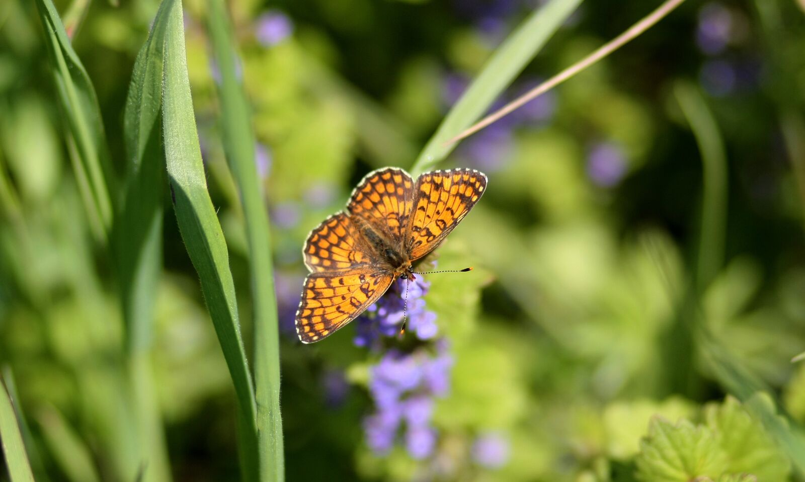 Canon EOS 450D (EOS Rebel XSi / EOS Kiss X2) sample photo. Butterfly, coloring, flower photography