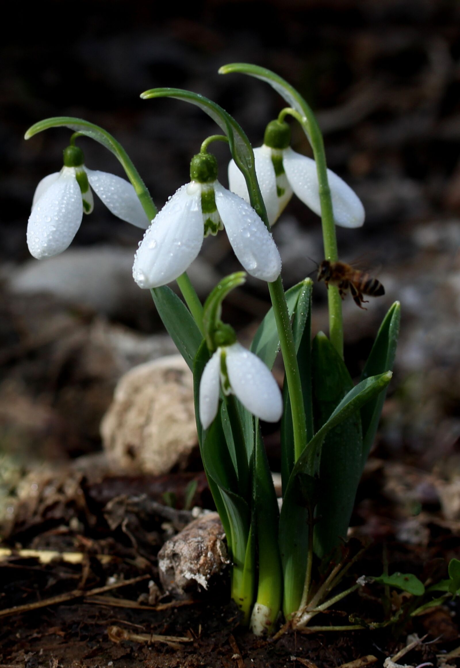 Canon EF-S 60mm F2.8 Macro USM sample photo. Snowdrop, white, spring photography