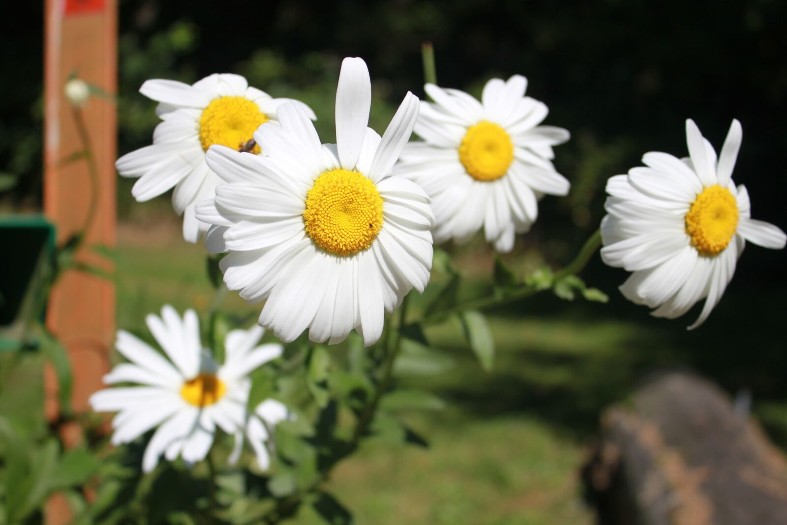 Canon EOS 500D (EOS Rebel T1i / EOS Kiss X3) sample photo. Flower, daisy, nature photography