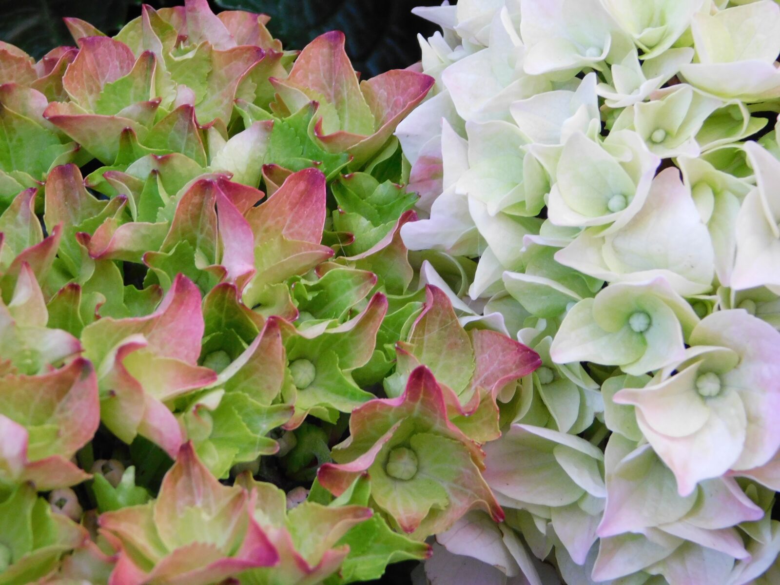 Nikon Coolpix B500 sample photo. Hydrangea, flower, blossom photography