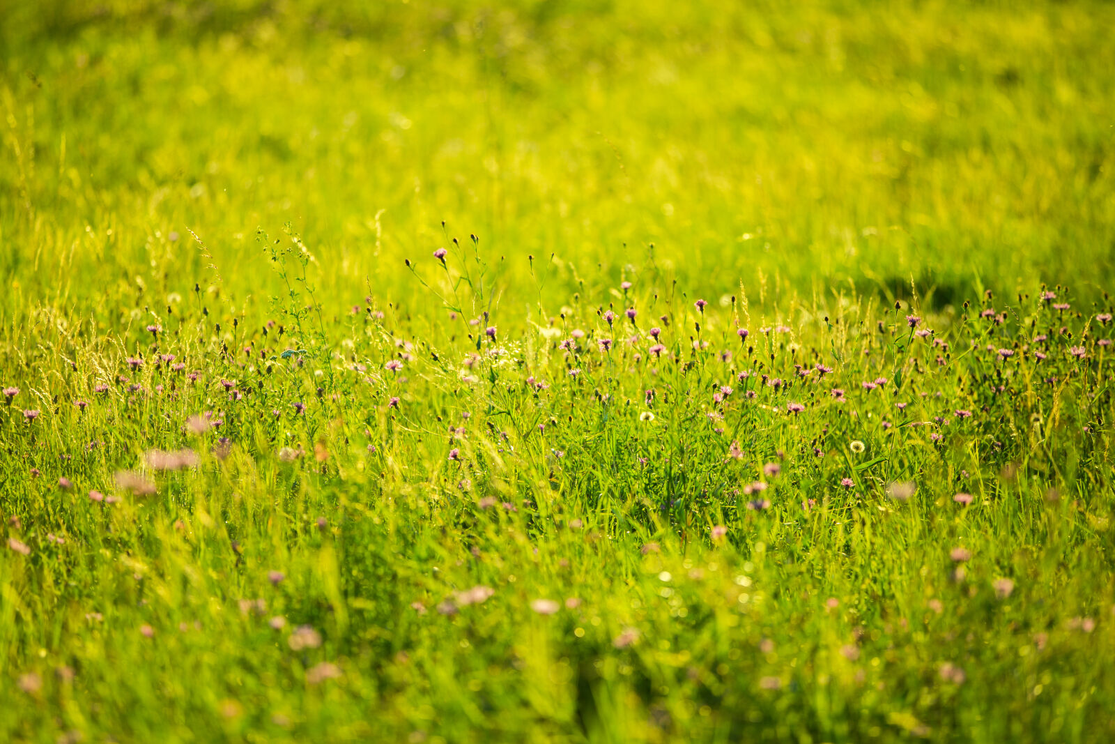 Canon EOS 6D sample photo. Flowers, grass, park, spring photography